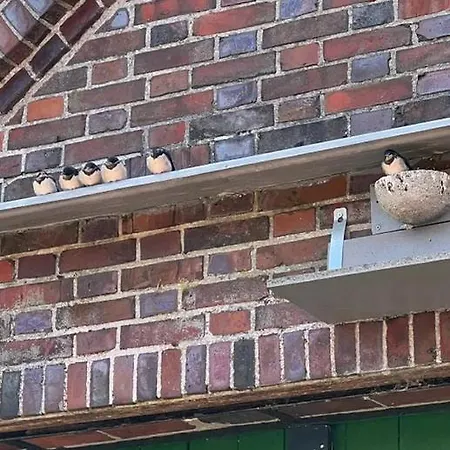 Ferienwohnung Schwalbenhof Westerstede Exterior foto